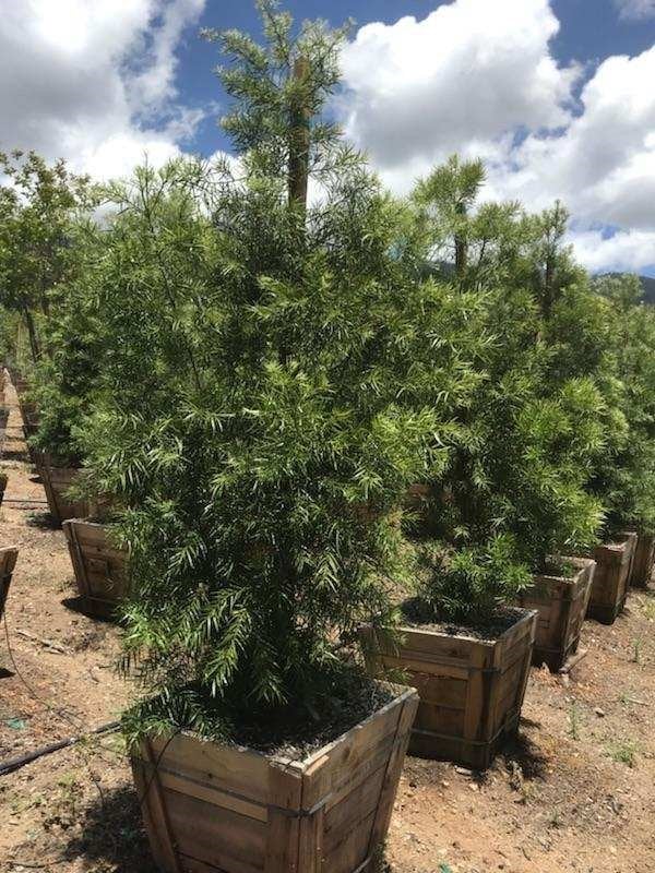 Photo for Podocarpus gracilior (low branching column) (Fern Podocarpus)