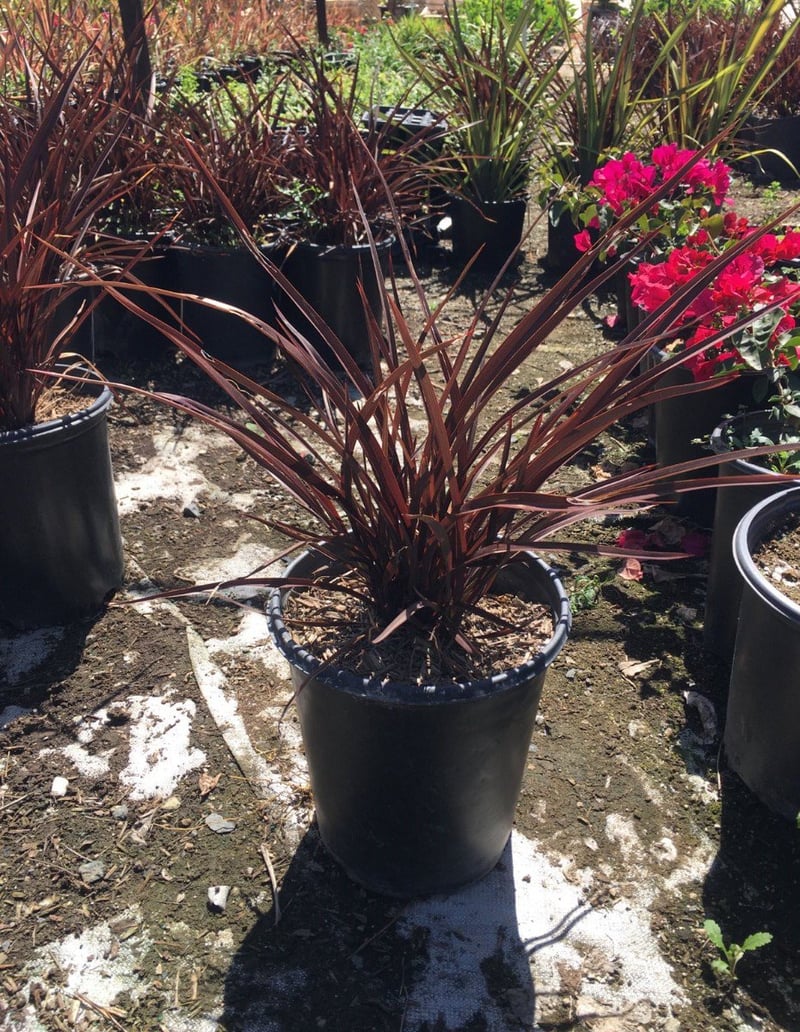 Photo for Phormium 'Amazing Red' (Amazing Red New Zealand flax)