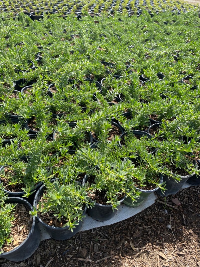 Photo for Myoporum parvifolium (Creeping Myoporum)