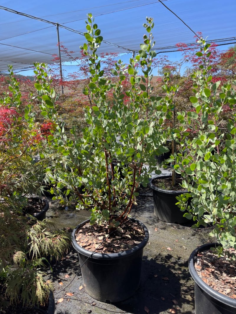 Photo for Arctostaphylos manzanita 'Dr. Hurd' (Dr. Hurd Manzanita)