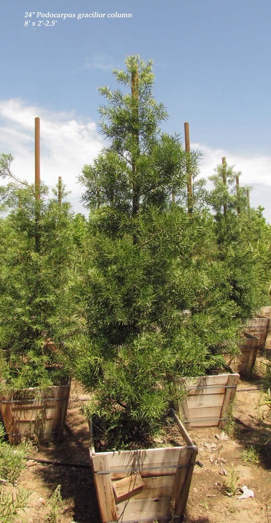 Photo for Podocarpus gracilior (low branching column) (Fern Podocarpus)