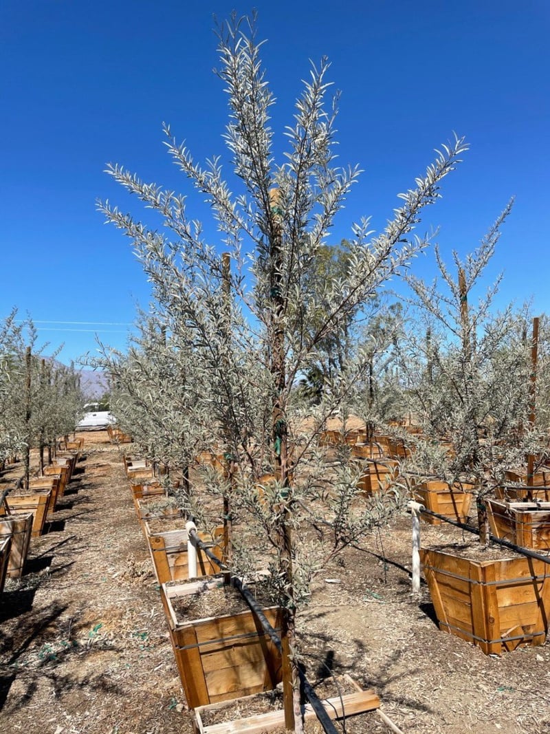 Photo for Acacia aneura (Mulga)