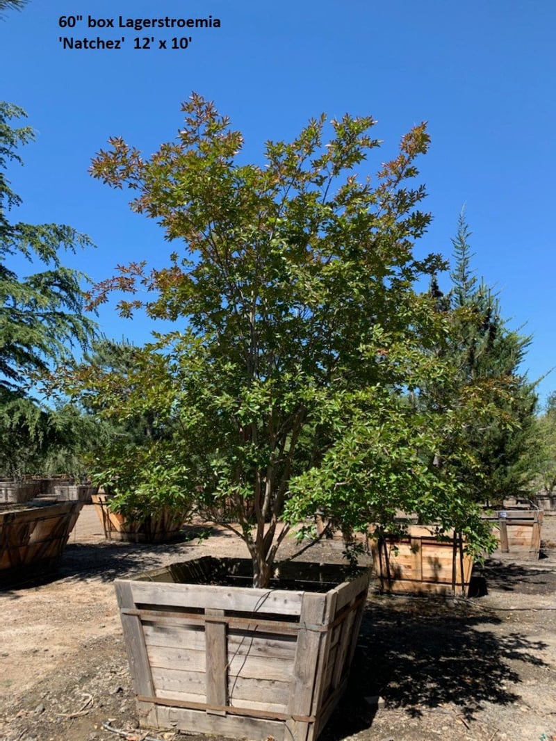 Photo for 	Lagerstroemia indica 'Watermelon Red' (Crape Myrtle)