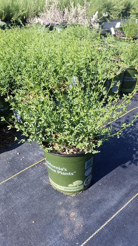 Photo for Eriogonum fasciulatum (California Buckwheat)