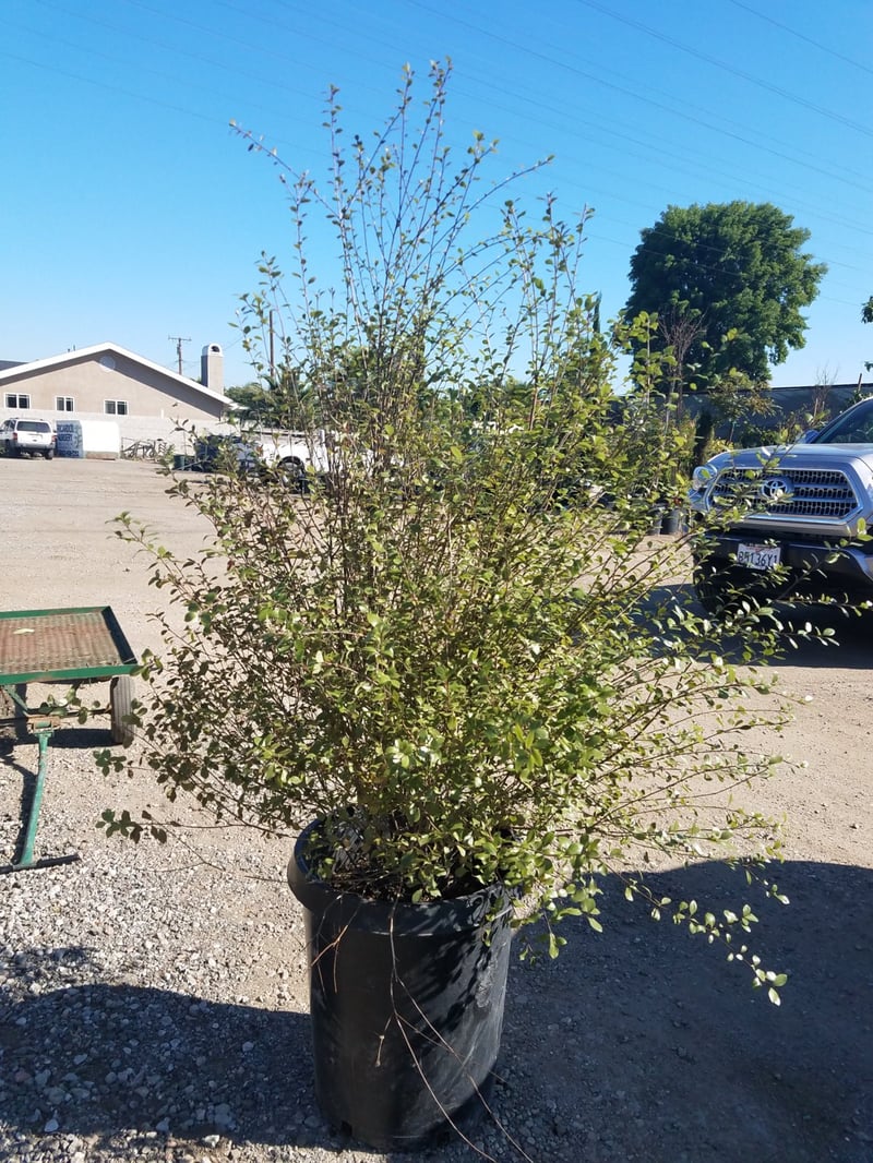Photo for Pittosporum tenuifolium 'Silver Sheen' (Column) (Silver Sheen Kohuhu)