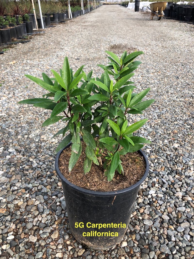 Photo for Carpenteria californica (Bush Anemone)