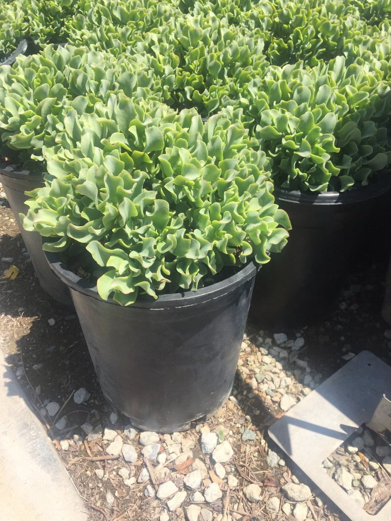 Photo for Crassula arborescens 'Blue Waves' (Blue Waves Dwarf Jade Plant)