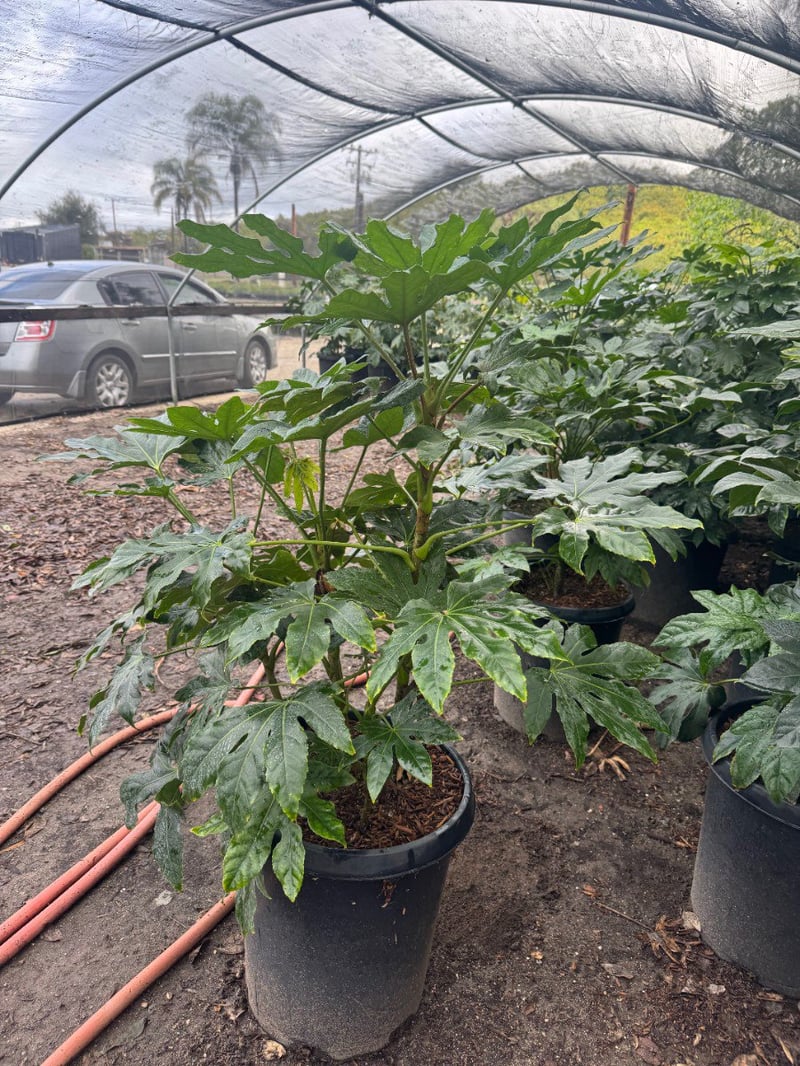 Photo for Fatsia japonica 'Spider's Web' (Spider's Web Japanese Aralia)