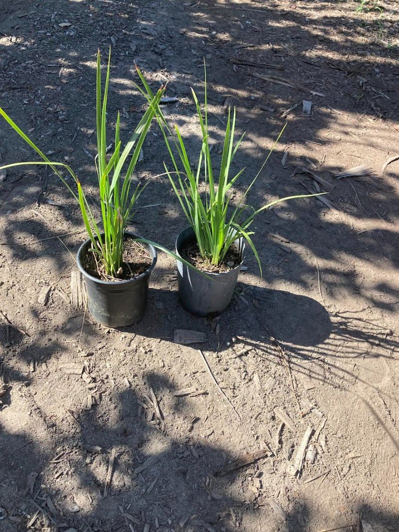 Photo for Dietes iridioides (White African Iris, Fortnight Lily)