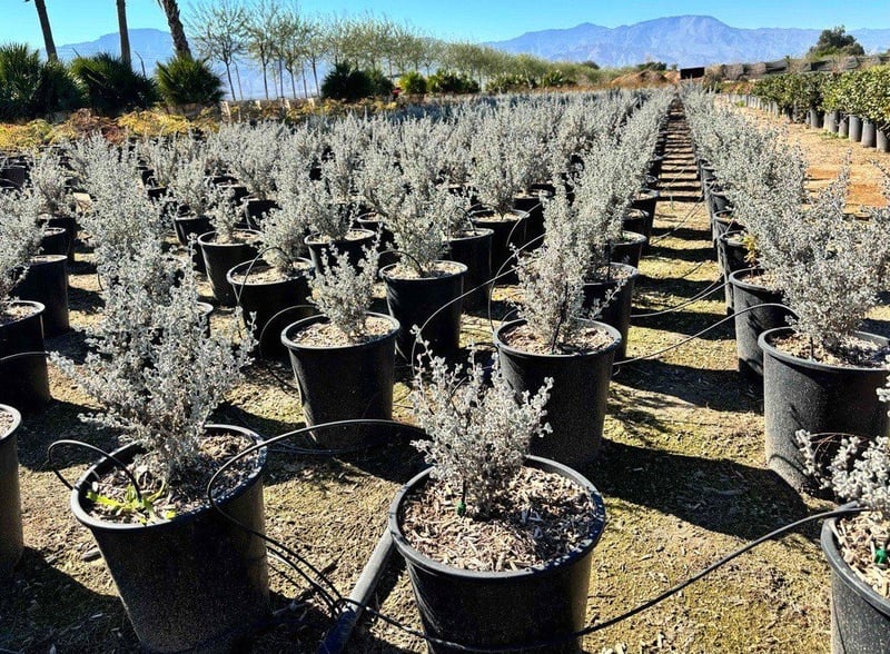 Photo for Leucophyllum candidum 'Thundercloud' (Thundercloud Texas Ranger)