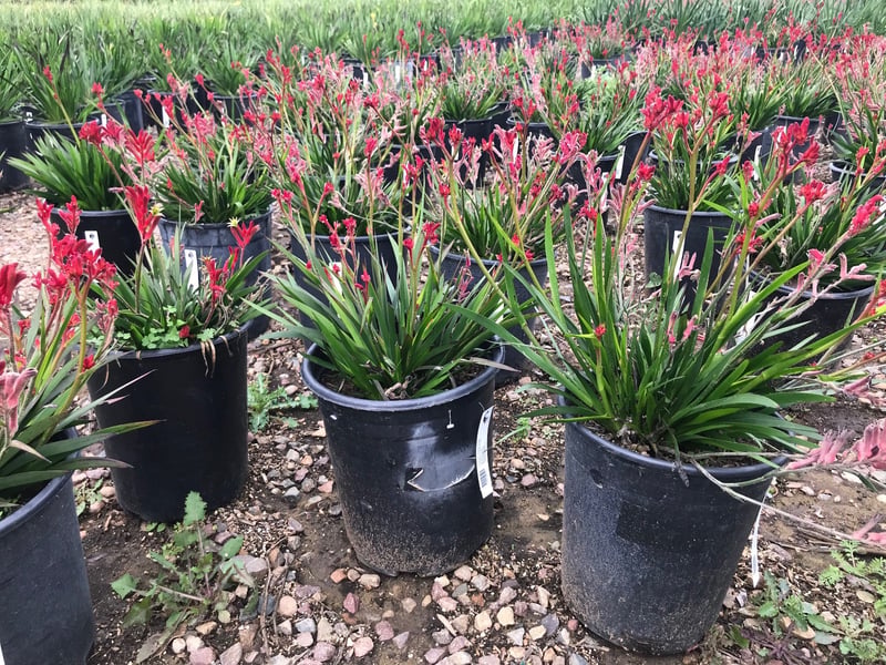 Photo for Anigozanthos 'Bush Ranger' (Bush Ranger Dwarf Kangaroo Paw)