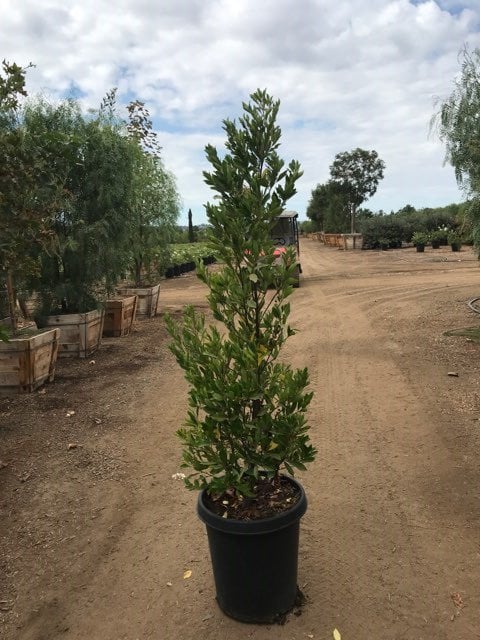 Photo for Prunus caroliniana 'Bright n Tight' ('Compacta') (Bright n Tight ('Compacta') Carolina Laurel)