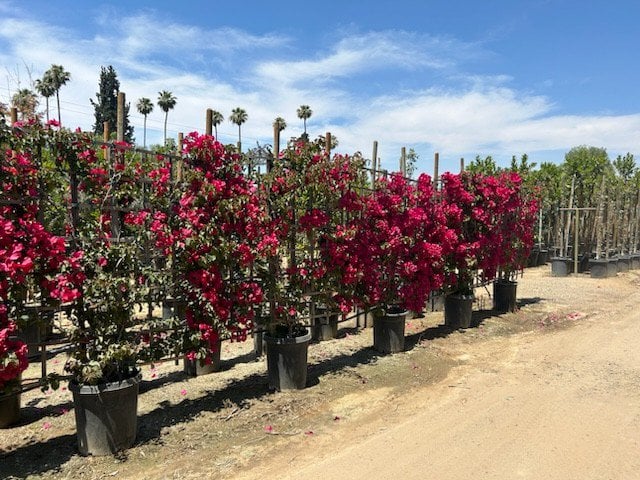 Photo for Bougainvillea 'San Diego Red' (Espalier) (San Diego Red Bougainvillea)