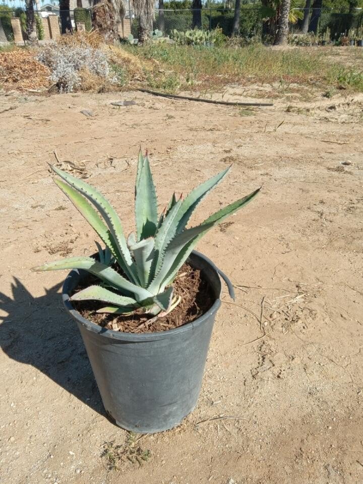 Photo for Agave murpheyi (Murphey's agave)