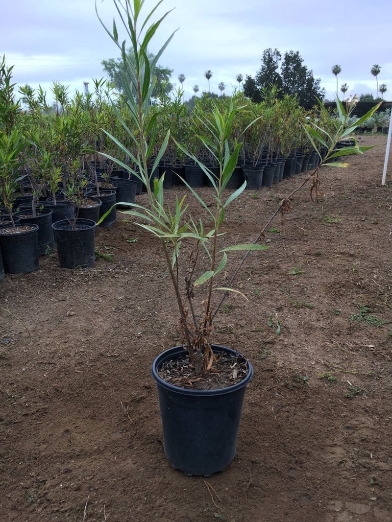 Photo for Baccharis salicifolia (Mulefat)