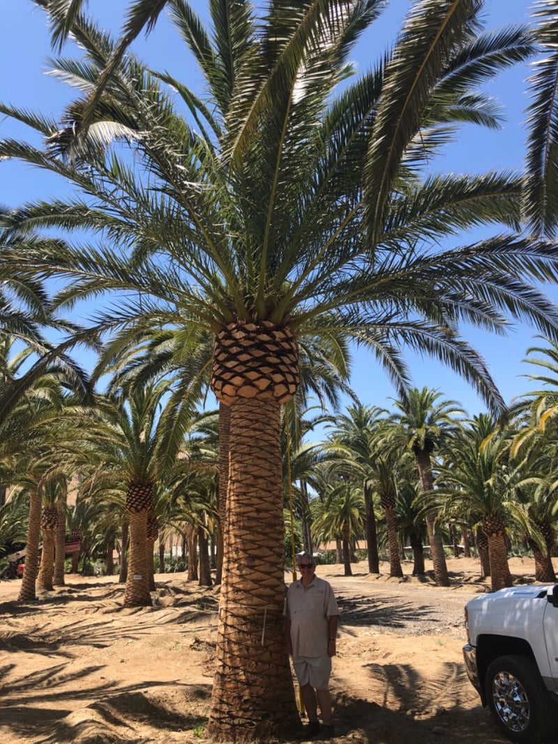 Photo for Phoenix canariensis (Canary Date Palm)