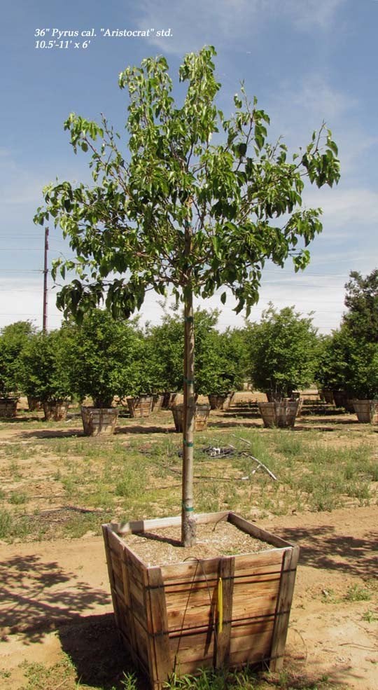 Photo for Pyrus calleryana 'Aristocrat' (Standard) (Aristocrat Callery Pear)