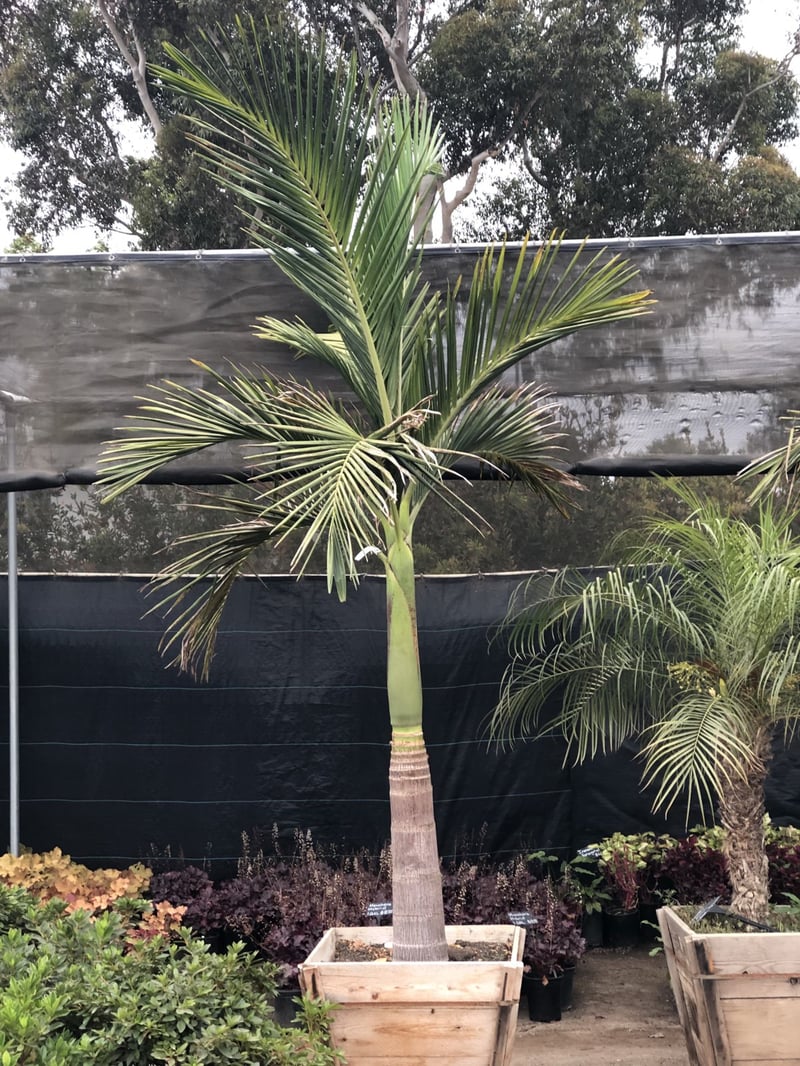 Photo for Archontophoenix cunninghamiana (King Palm)