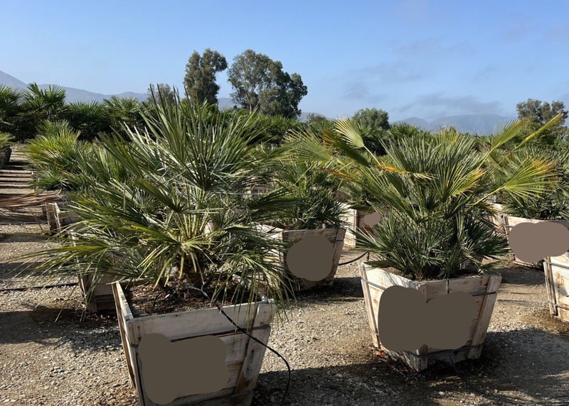 Photo for Chamaerops humilis (Mediterranean Fan Palm)