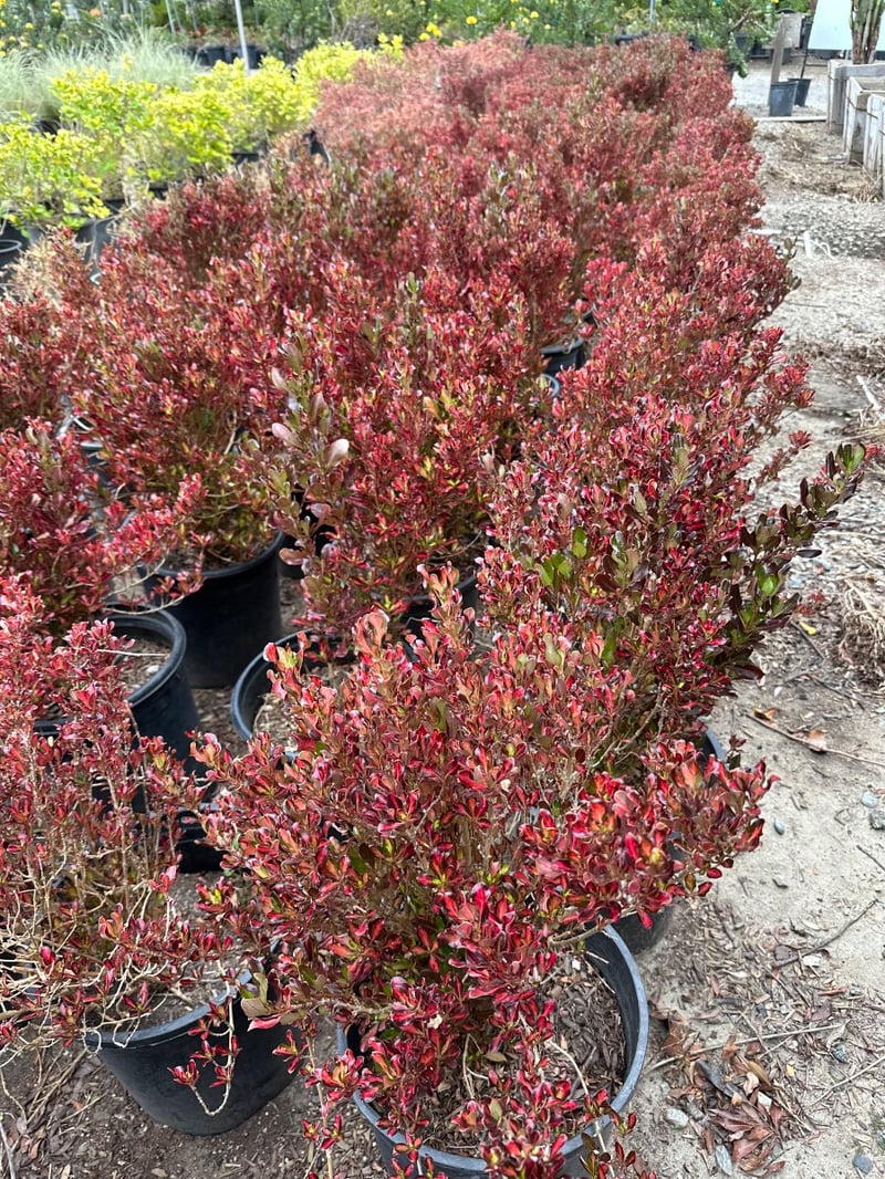 Photo for Coprosma repens ‘Pacific Sunset’ (Pacific Sunset Mirror Plant)