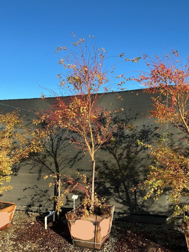 Photo for Acer palmatum 'Sango-kaku' (Sango-Kaku Japanese Maple)