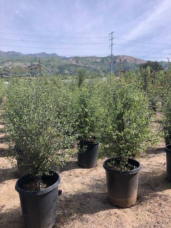 Photo for Pittosporum tenuifolium 'Silver Sheen' (Silver Sheen Kohuhu)