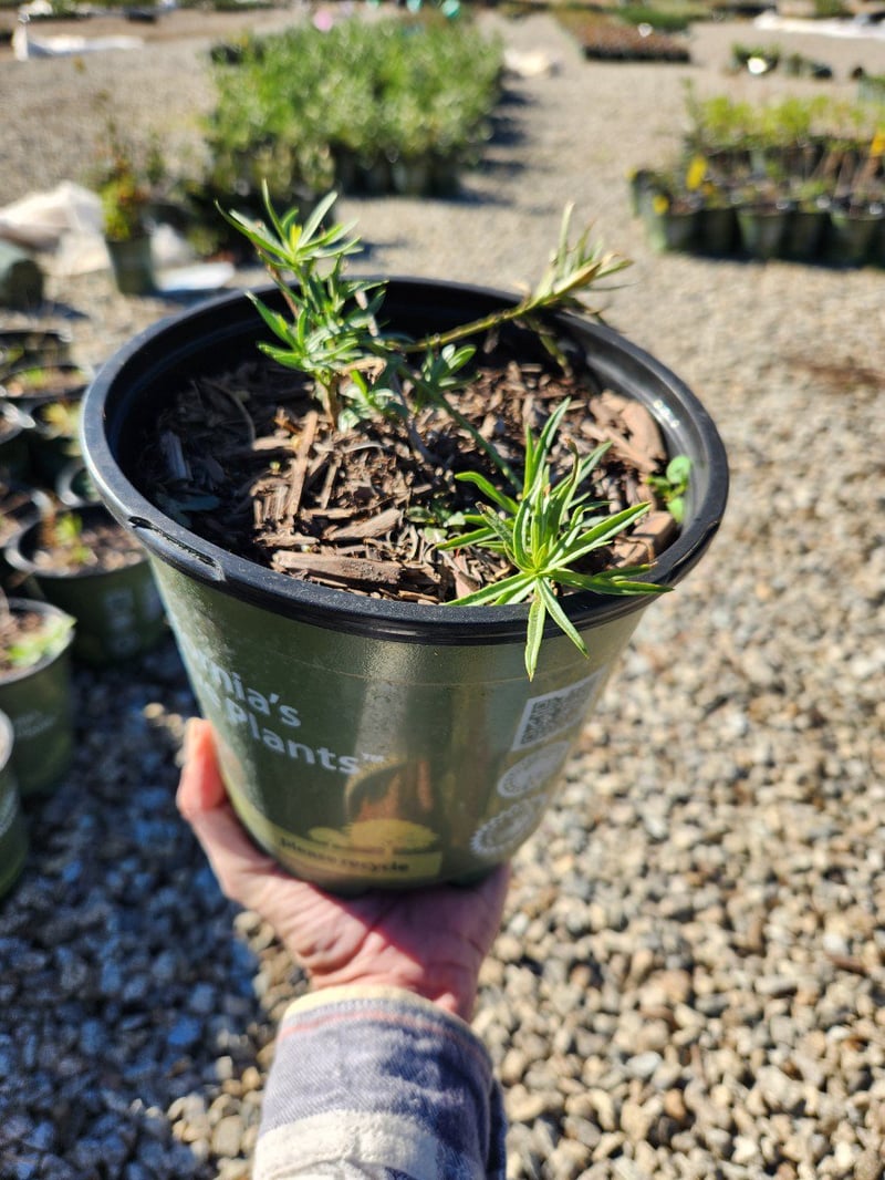 Photo for Asclepias fascicularis (California Narrowleaf Milkweed)
