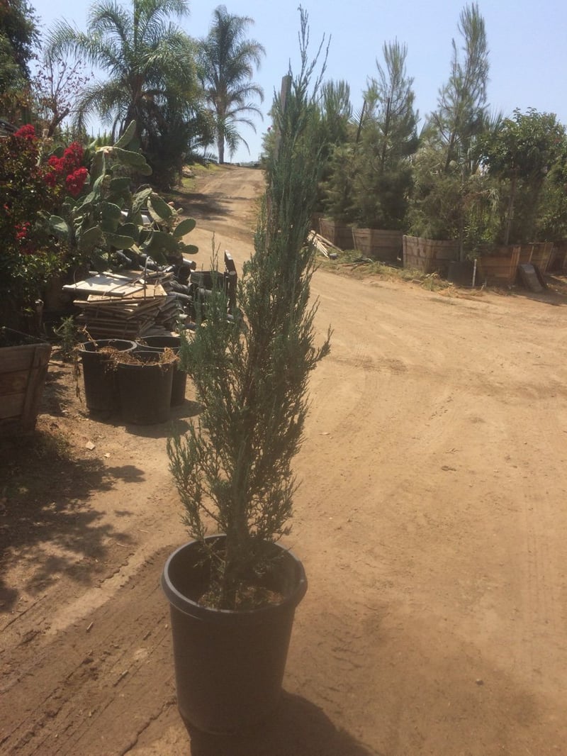Photo for Juniperus scopulorum 'Skyrocket' (Skyrocket Juniper)