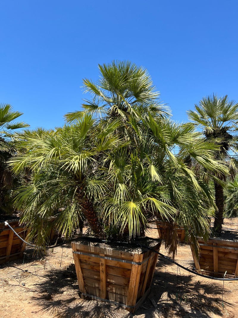 Photo for Chamaerops humilis (Multi) (Mediterranean Fan Palm)