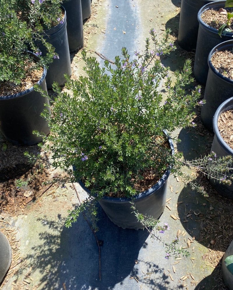 Photo for Westringia fruticosa 'Blue Gem' (Blue Gem Coast Rosemary)
