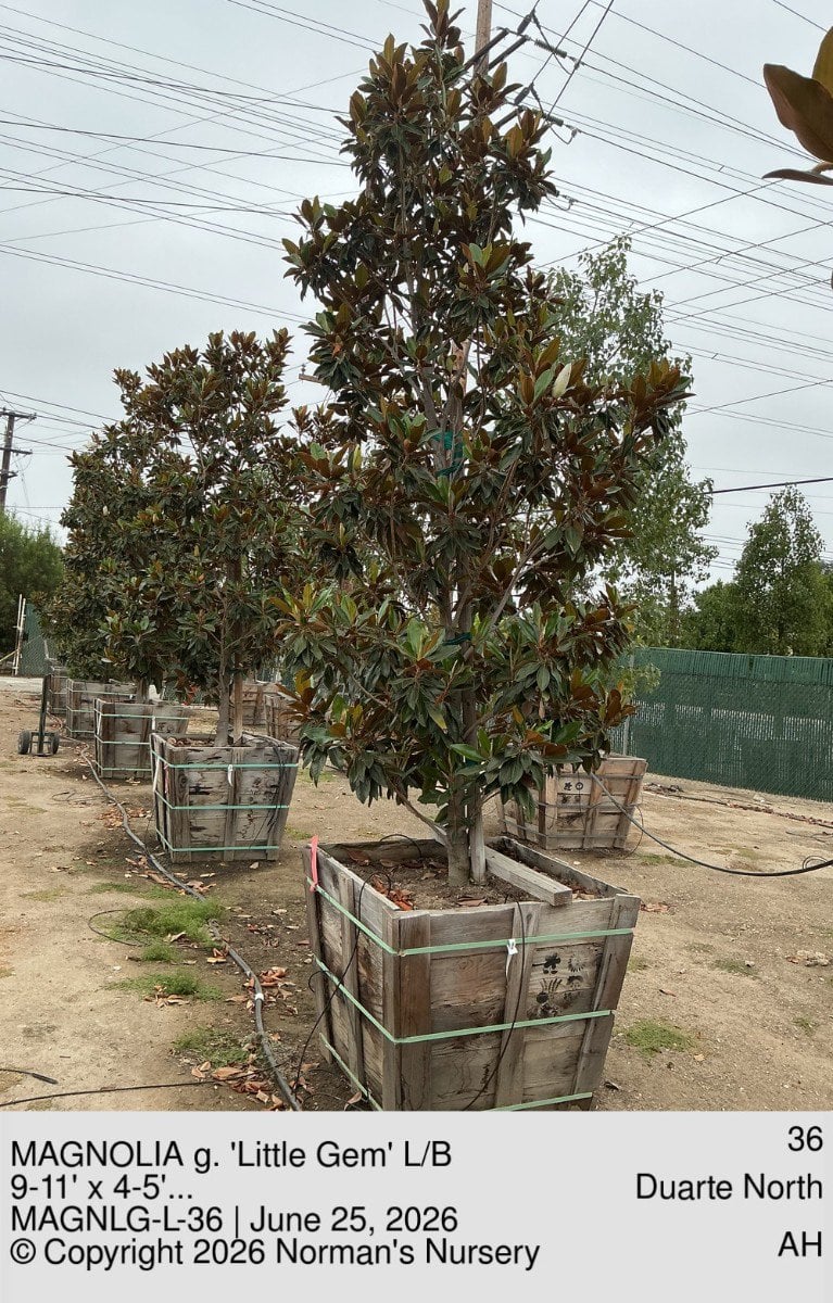 Photo for Magnolia grandiflora 'Little Gem' (Low Branching) (Little Gem Dwarf Magnolia)