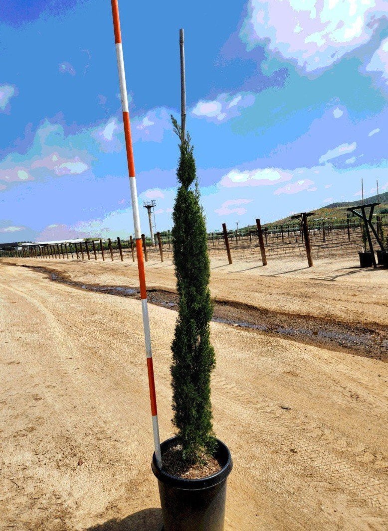 Photo for Cupressus sempervirens 'Compacta' (Dwarf Italian Cypress)