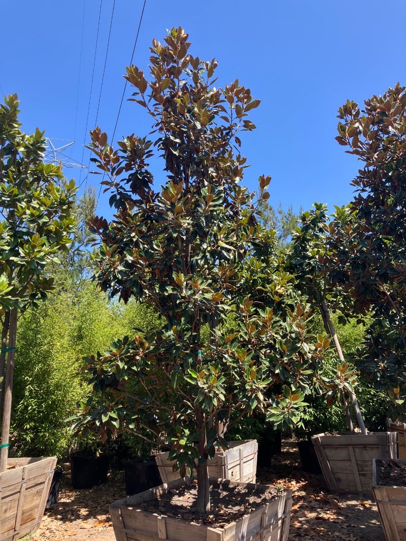 Photo for Magnolia grandiflora 'Little Gem' (Low Branching) (Little Gem Dwarf Magnolia)