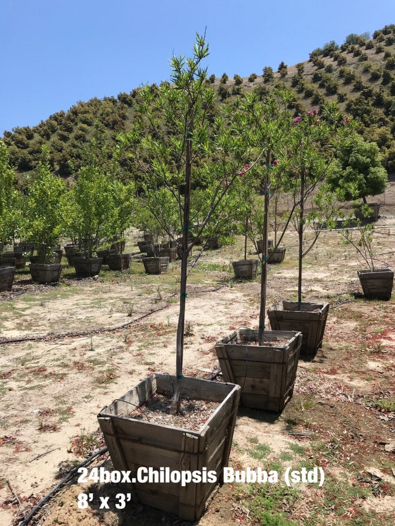 Photo for Chilopsis linearis (Desert Willow)