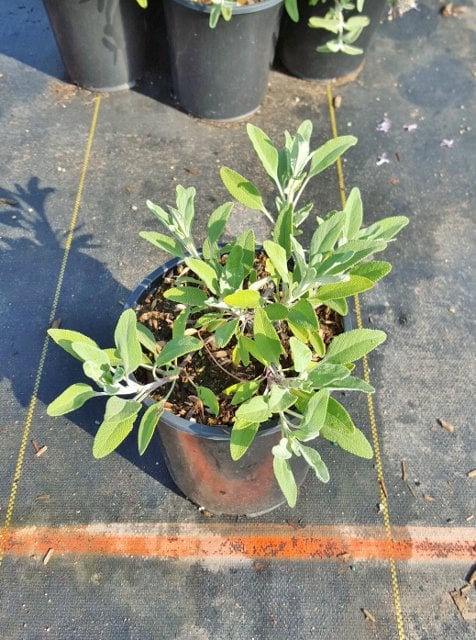 Photo for Salvia 'Bee's Bliss' (Creeping Sage, Bee's Bliss Sage)