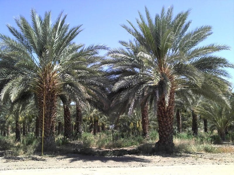 Photo for Phoenix dactylifera (Male Only) (Date Palm)
