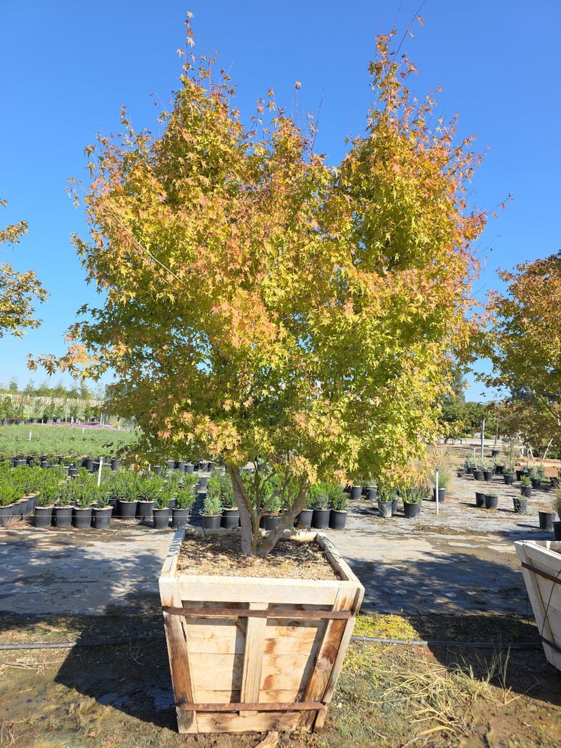 Photo for Acer palmatum (Japanese Maple)