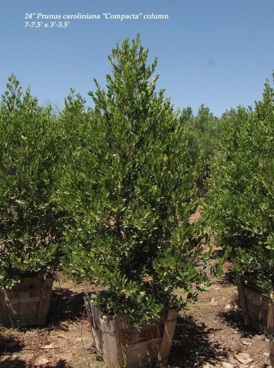 Photo for Prunus caroliniana (Column) (Carolina Cherry Laurel)