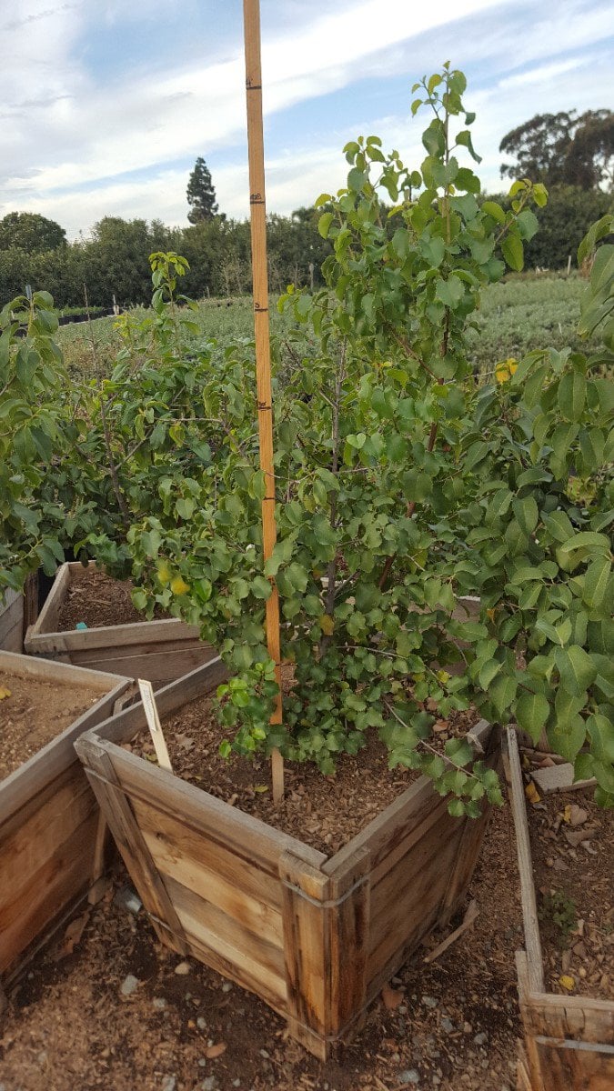 Photo for Prunus ilicifolia (Holly-leafed Cherry)