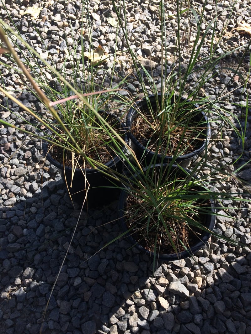 Photo for Stipa (Nassella) pulchra (Purple Stipa)