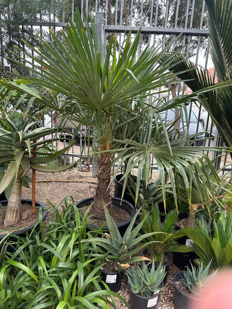 Photo for Trachycarpus fortunei (Windmill Palm)