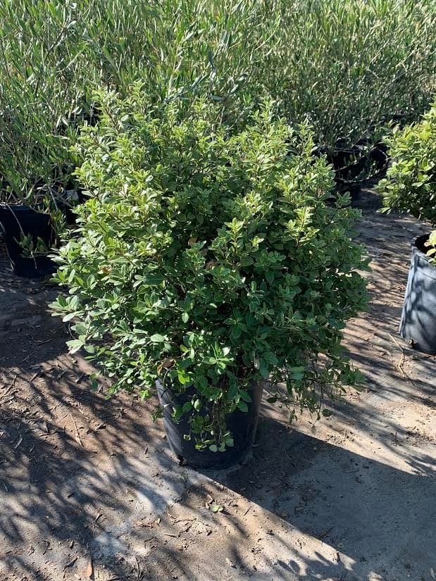 Photo for Pittosporum tenuifolium 'Golf Ball' (Golf Ball Kohuhu)
