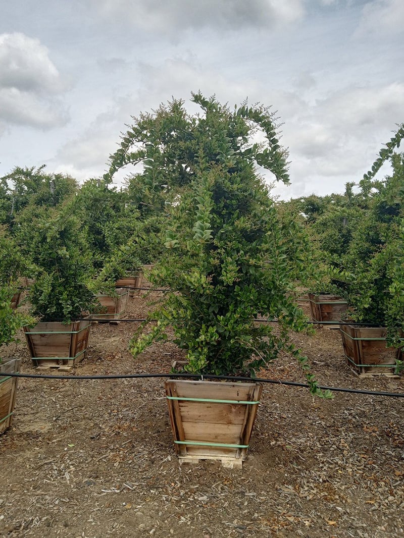 Photo for Ligustrum japonicum 'Texanum' (Waxleaf Privet)