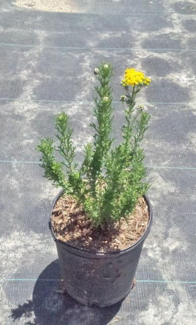 Photo for Eriophyllum confertiflorum (Golden Yarrow)