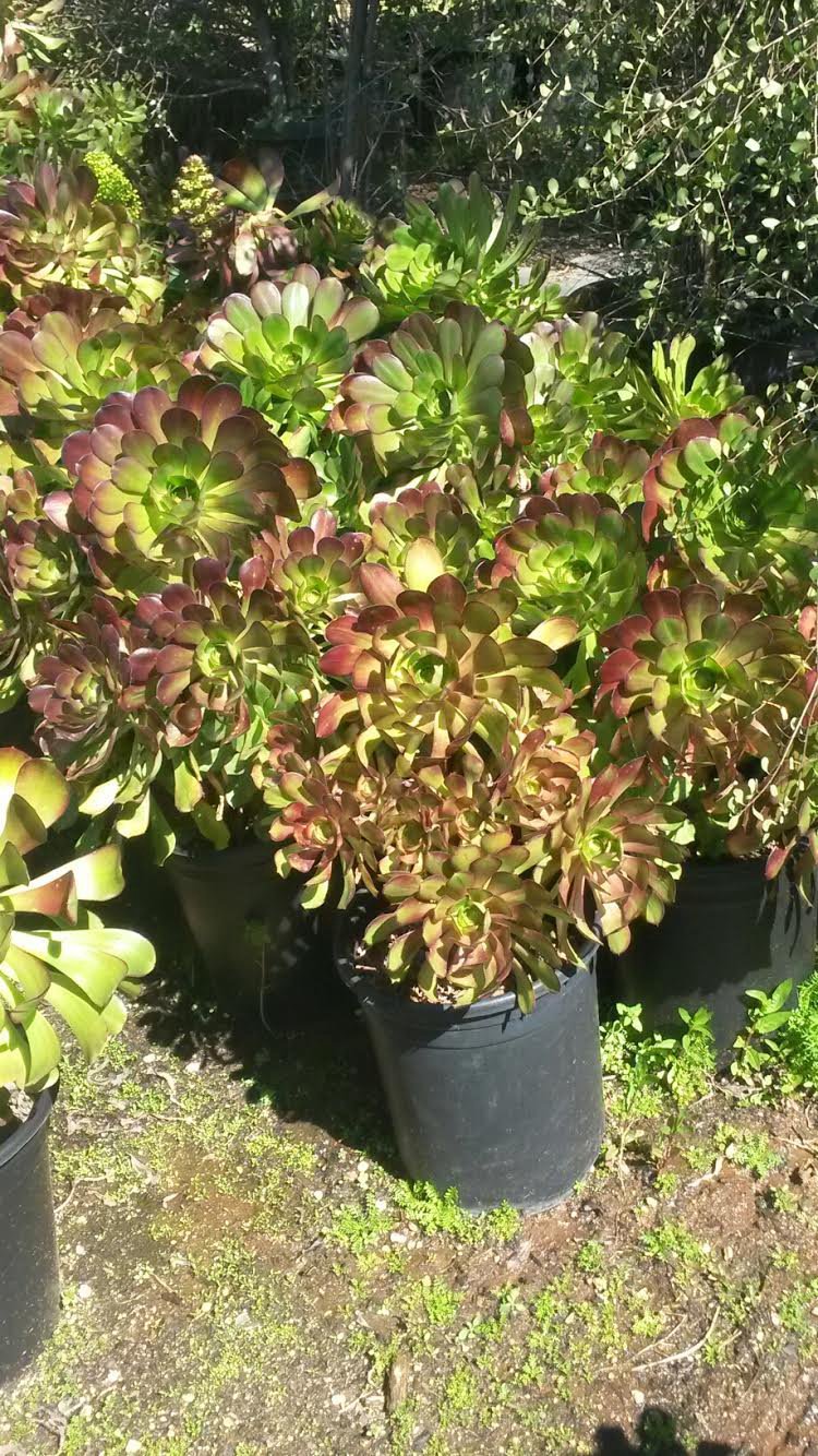 Photo for Aeonium 'Cyclops' (Cyclops Aeonium)
