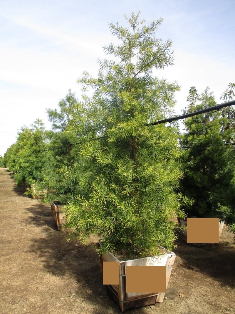 Photo for Podocarpus gracilior (Column) (Fern Pine)