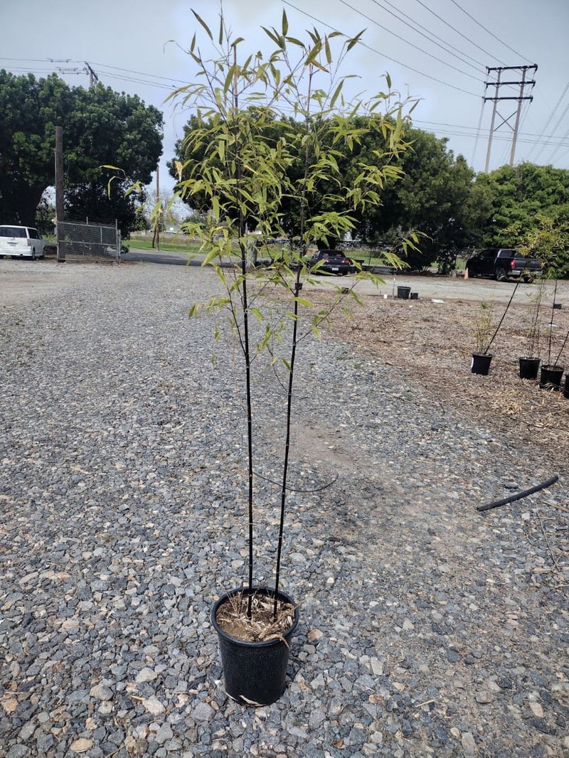 Photo for Phyllostachys nigra (Black Bamboo)