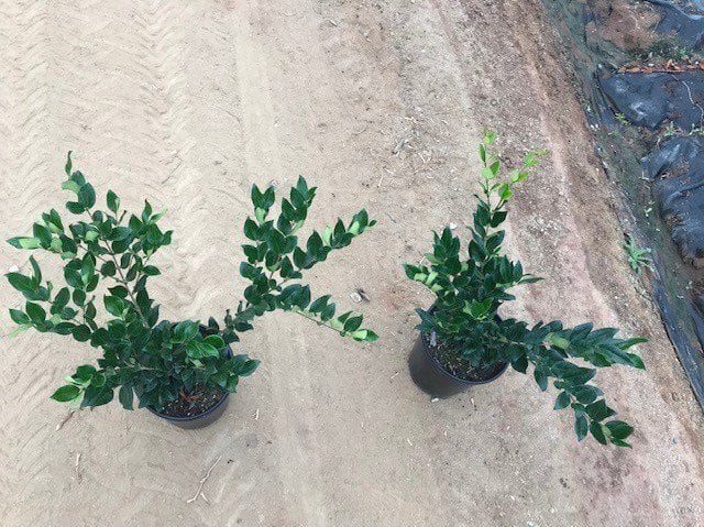 Photo for Ligustrum japonicum 'Texanum' (Waxleaf Privet)