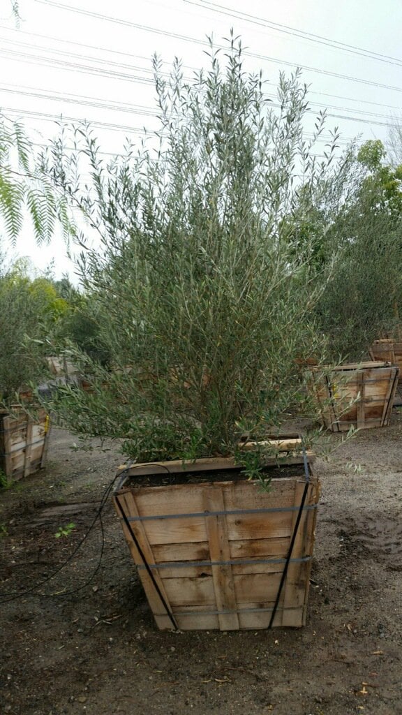 Photo for Olea europaea 'Wilsonii' (Multi) (Wilsonii Fruitless Olive)