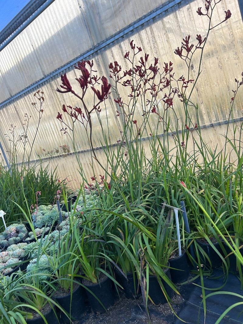 Photo for Anigozanthos 'Red' (Red Kangaroo Paw)